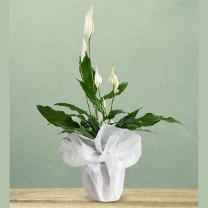  Alanya florist - Potted Flowers