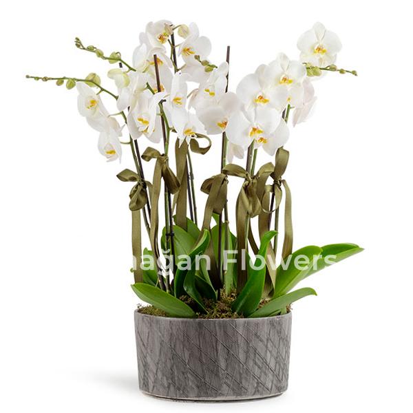 6 Dal Vip Orkideler Resim 1