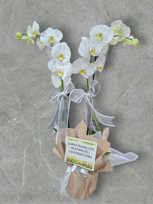 Alanya çiçekçi - İkili Hollanda Orkidesi