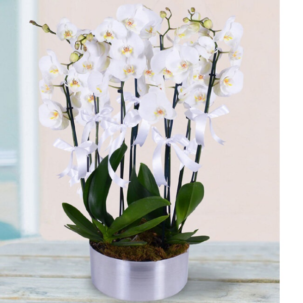Alanya Florist 8 Zweige Orchideen-Arrangement