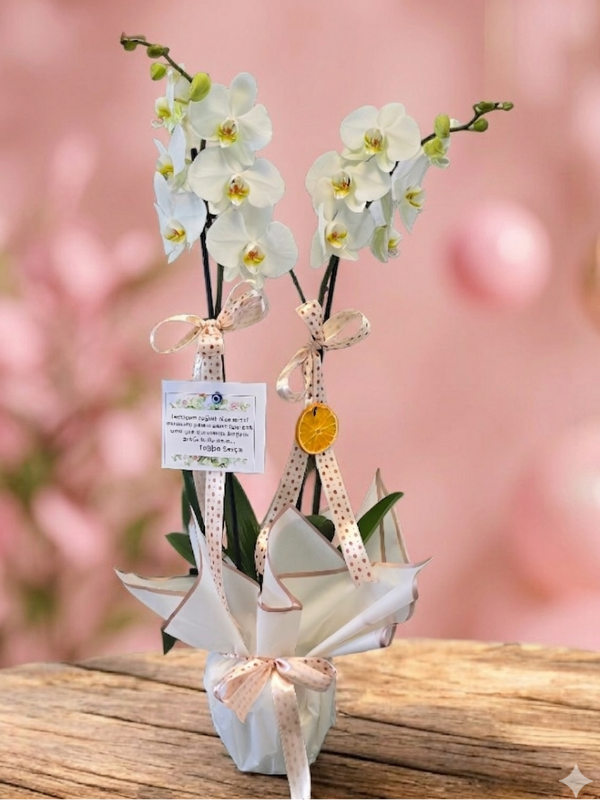  Alanya flower delivery - 2li Hollanda Orkidesi