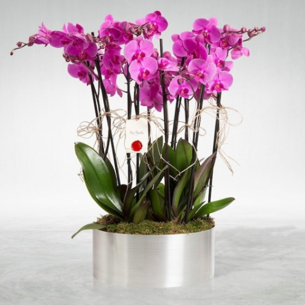  Alanya Florist 8 Branches Purple Orchid
