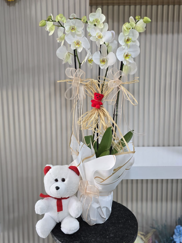 Alanya çiçekçi - Ayıcık 3lü Orkide