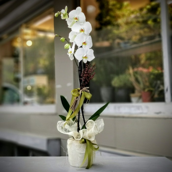  Alanya Florist White Phalanopsis Orchid