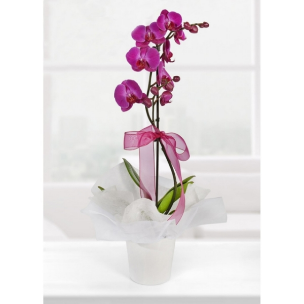 Alanya Florist Purple Phalanopsis Orchid