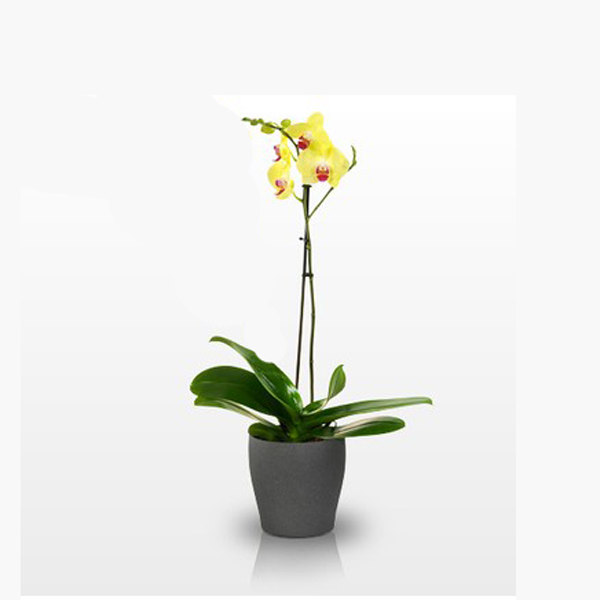  Alanya Blumenlieferung Sarı Orkide Tek dallı