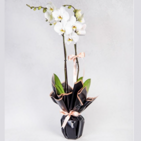 Alanya Çiçekçi 2 li Orkide Siyah Ambalaj