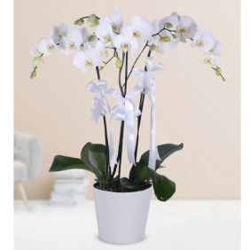  Alanya Çiçek Gönder 4 Dal Beyaz Orkide