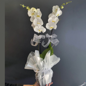  Alanya Çiçek 2 Dallı Phalanopsis Orkide