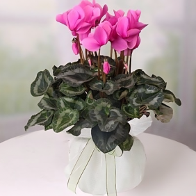  Alanya online çiçek 