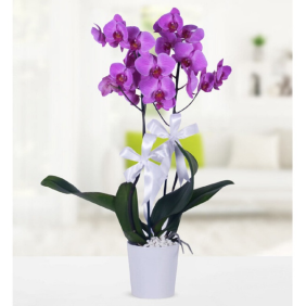 Alanya Çiçekçi Mor Orkide HIZLI TESLİMAT MÜMKÜN
