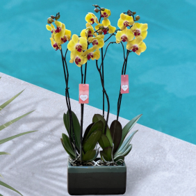 Alanya Florist 4 Dal Sarı Hollanda Orkidesi 