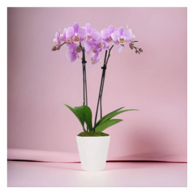 Alanya Çiçekçi Açık Pembe Orkide 