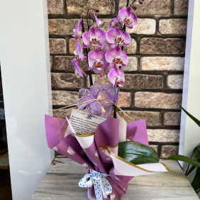 Alanya Çiçekçi Pembe Bebekli Orkide