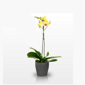  Alanya Çiçek Gönder Sarı Orkide Tek dallı