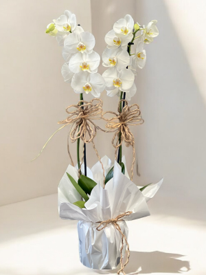  Alanya online çiçek - Çift Dallı Hollanda Orkidesi