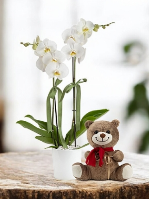  Alanya aynı gün çiçek - Çift Dallı Orkide ve Sevimli Ayıcık