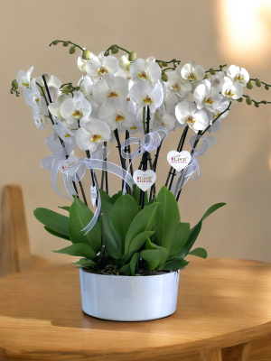  Alanya online çiçek - 8 Dal Orkide Arajmanı