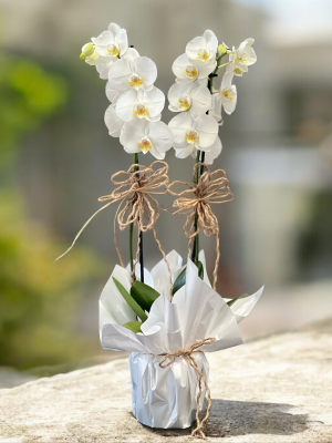 Alanya çiçekçi - Çift Dallı Hollanda Orkidesi