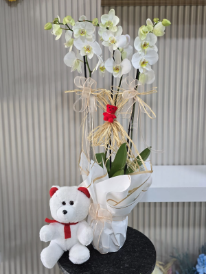 Alanya çiçekçi - Ayıcık 3lü Orkide