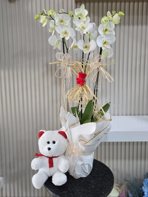 Alanya çiçekçi - Ayıcık 3lü Orkide