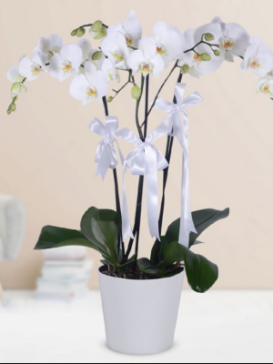 Alanya online çiçek - 4 Dal Beyaz Orkide