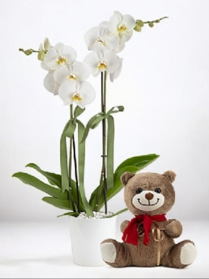  Armağan Çiçekçilik Alanya - Çift Dallı Orkide ve Sevimli Ayıcık