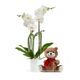  Alanya Blumenlieferung Orkide ve Ayıcık