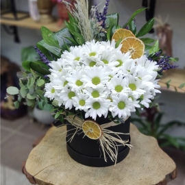  Alanya Flower In Box Krizantem 